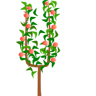 Pommier en U simple