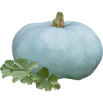 Potiron bleu