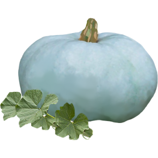 Potiron bleu