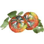 Potiron Giraumon