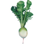 Radis Red Meat
