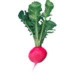 Radis rose