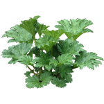 Rhubarbe géante