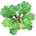 Rhubarbe