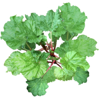 Rhubarbe