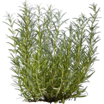 Romarin