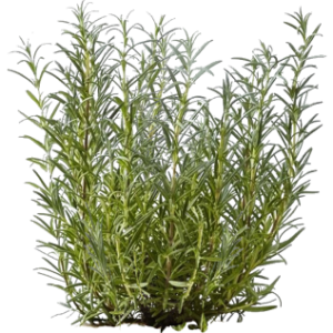 Romarin