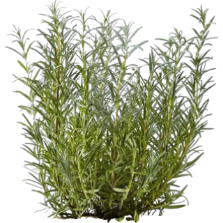Romarin