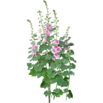 Rose trémière