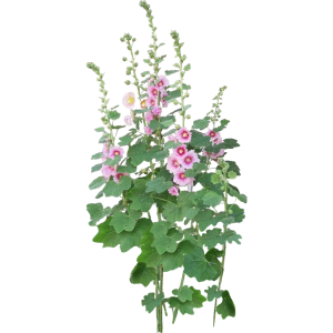 Rose trémière
