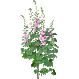 Rose trémière
