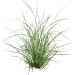 Roseau de Chine trictus Dwarf