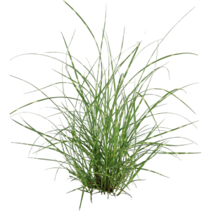 Roseau de Chine trictus Dwarf