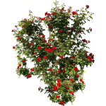 Rosier grimpant