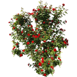 Rosier grimpant