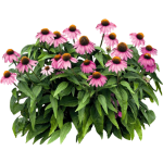Rudbeckia pourpre