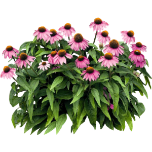 Rudbeckia pourpre