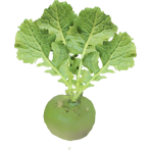 Rutabaga