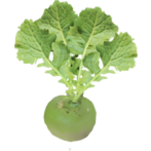 Rutabaga
