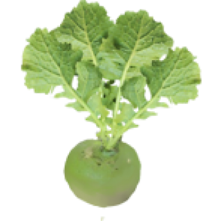 Rutabaga 0.2x0.25