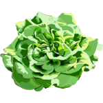 Salade