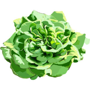 Salade
