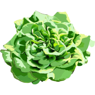 Salade