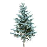 Sapin bleu