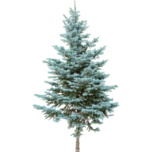Sapin bleu