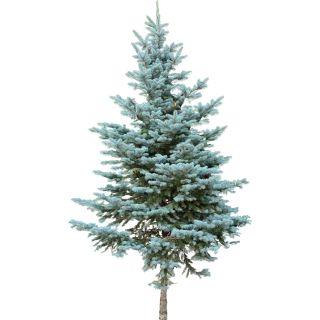 Sapin bleu