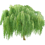 Saule pleureur