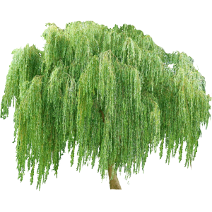 Saule pleureur