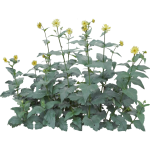 Silphe perfoliée