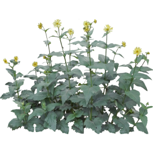 Silphe perfoliée