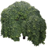 Sophora du Japon pleureur