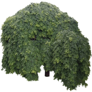 Sophora du Japon pleureur