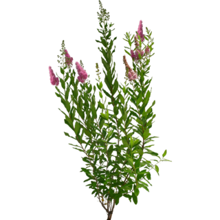 Spirée Billardii