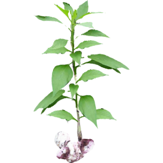 Topinambour