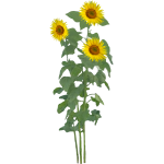 Tournesol