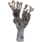 Trogne