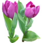 Tulipe