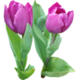 Tulipe