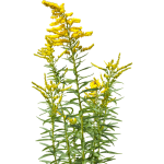 Verge d'or