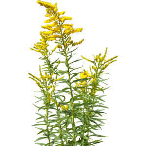 Verge d'or
