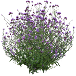 Verveine de Buenos Aires