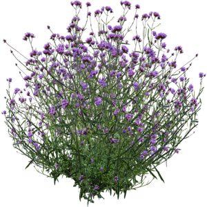 Verveine de Buenos Aires