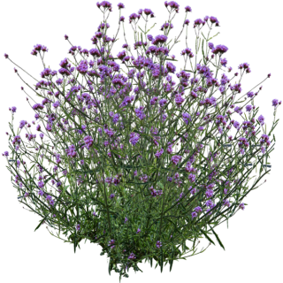 Verveine de Buenos Aires
