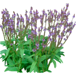 Verveine hastée