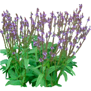 Verveine hastée