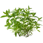 Verveine odorante